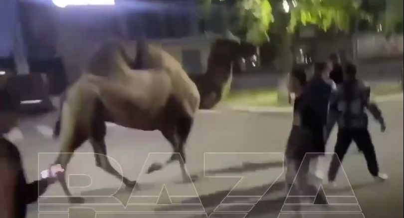 Baza: жители Нефтекамска украли верблюда из гастролирующего цирка