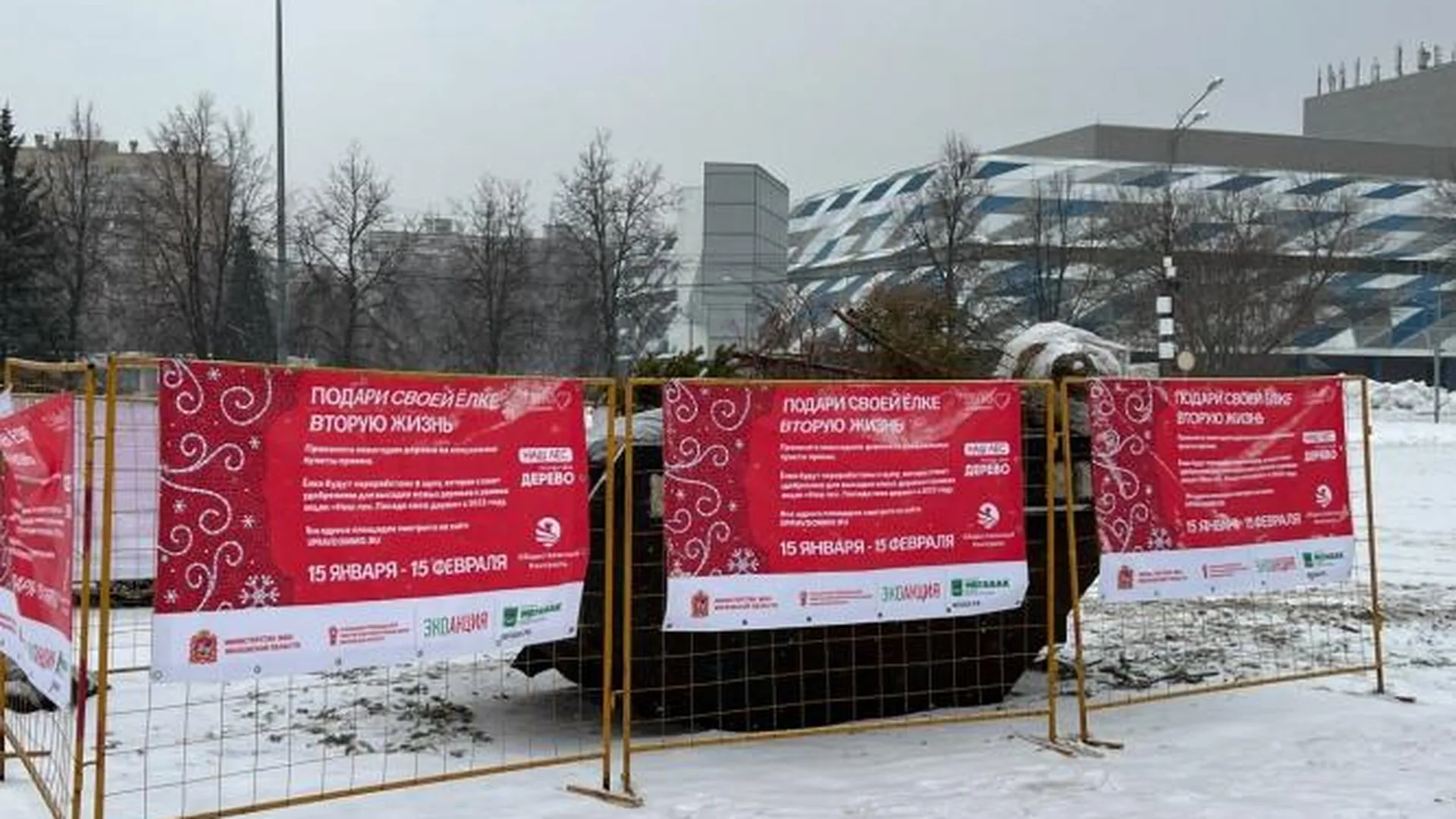 В Красногорске новогоднюю елку можно будет принести по трем адресам в рамках экоакции