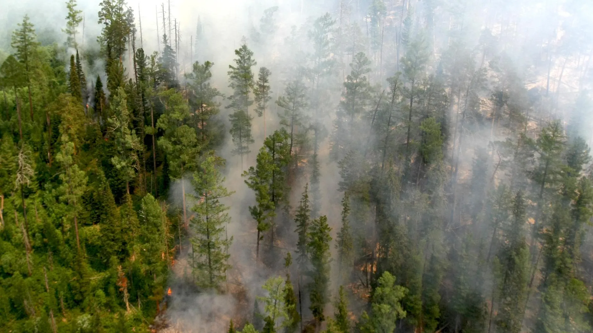 Природных пожаров этим летом было в 9 раз меньше, чем прошлым — МЧС