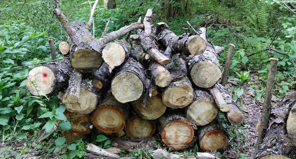 В лесах Подмосковья убрали неликвидную древесину