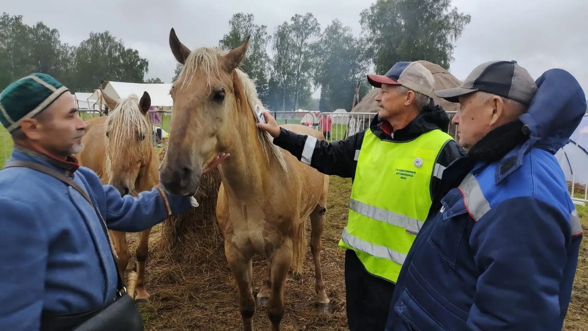Ветеринары Подмосковья провели осмотр животных на военно‑историческом фестивале