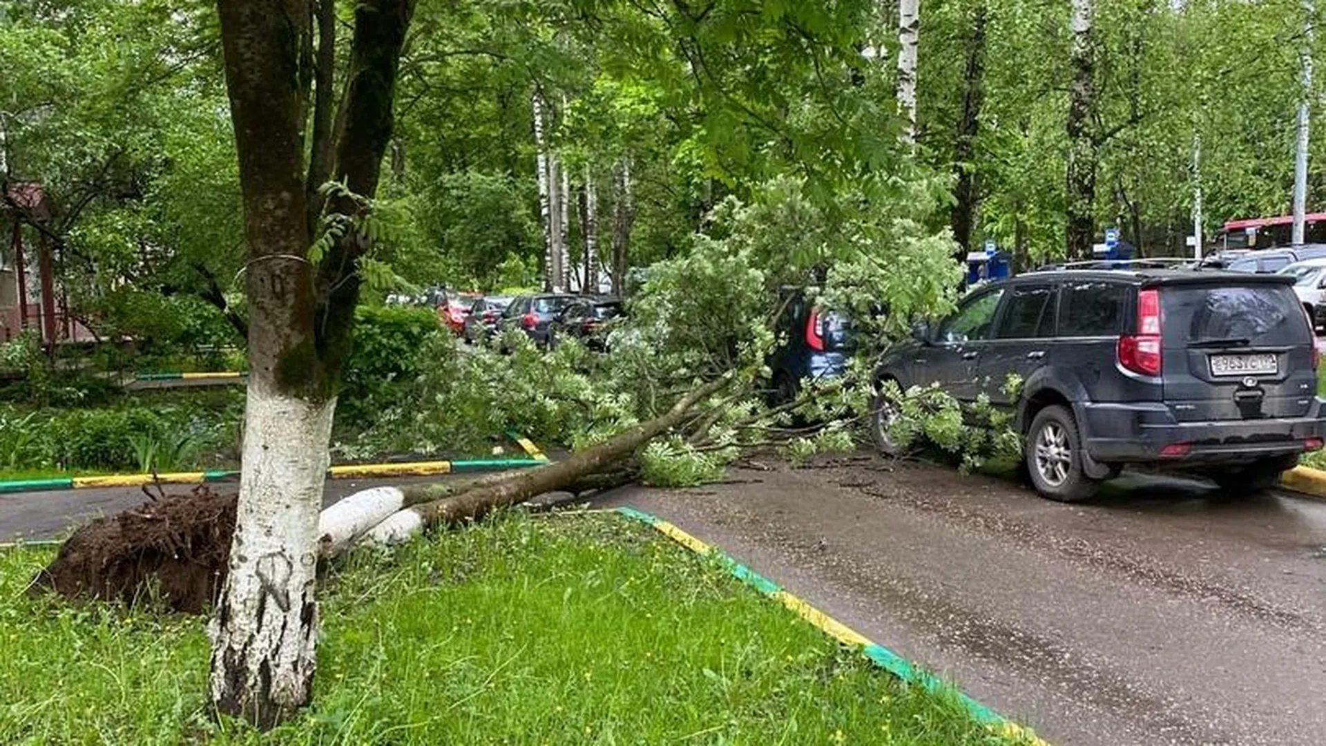 Дерево упало на припаркованную машину в одном из дворов Подольска | РИАМО