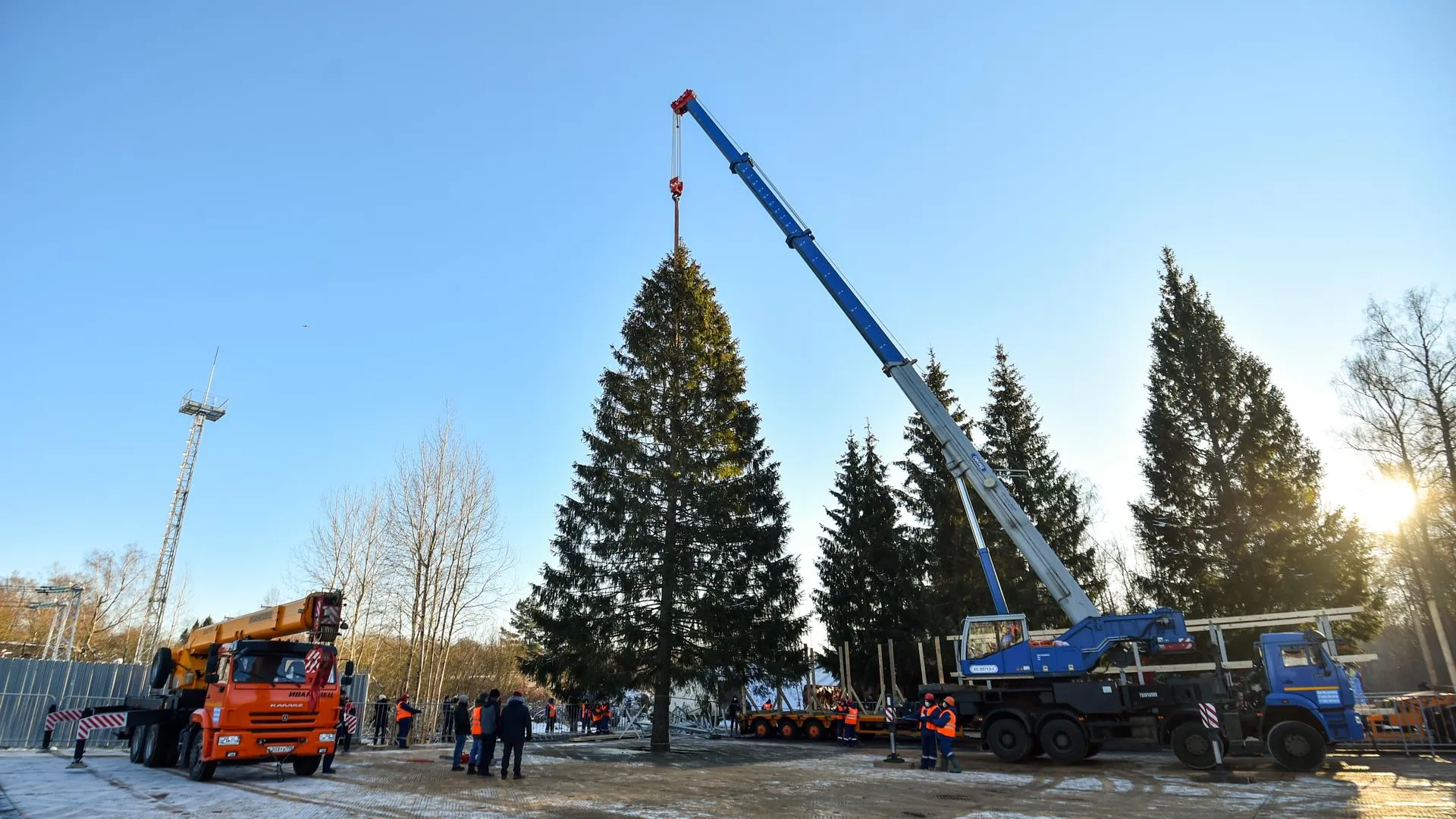 «Выбирали из пятидесяти деревьев»: как в Подмосковье рубили главную новогоднюю ель России