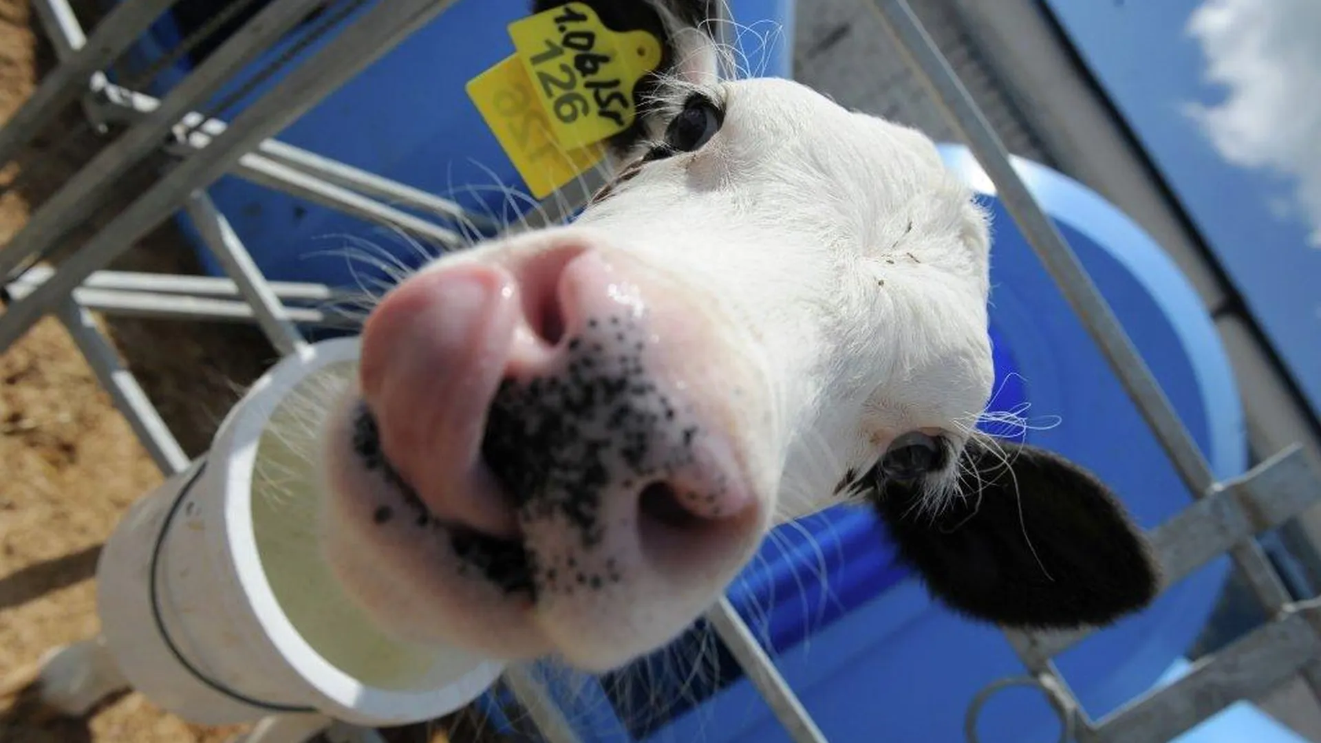 Власти выдали разрешение на строительство молочной фермы в Озерах