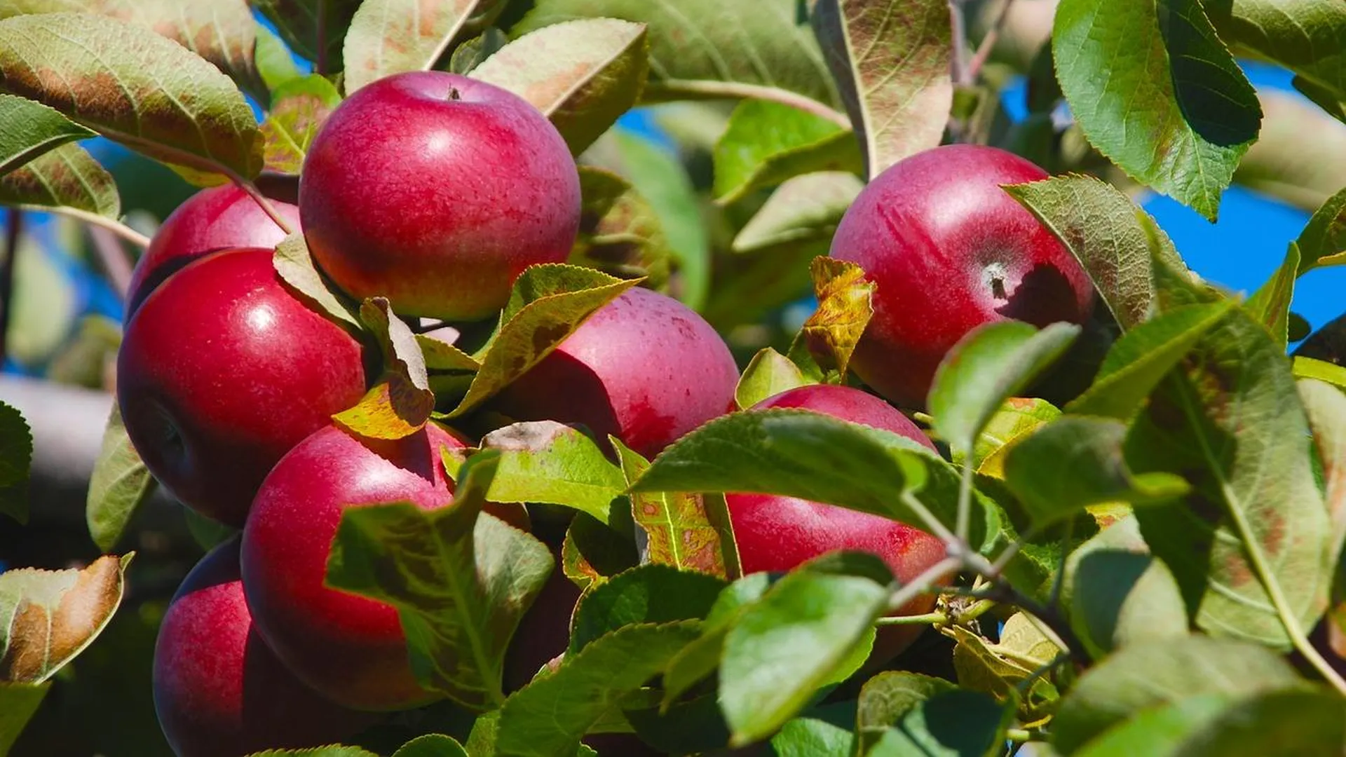 Россельхознадзор отменил запрет на поставку яблок из Белоруссии