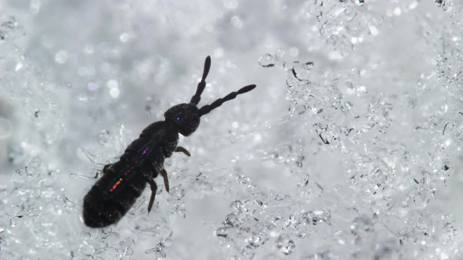 Снежные блохи: что нужно знать о необычных насекомых, появившихся на весеннем снегу