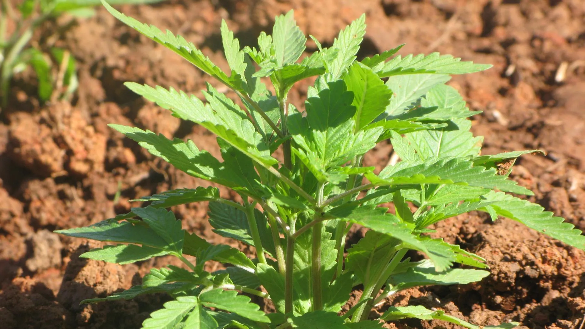 Наркополицейские нашли почти 35 кг марихуаны на бывшей ферме в регионе