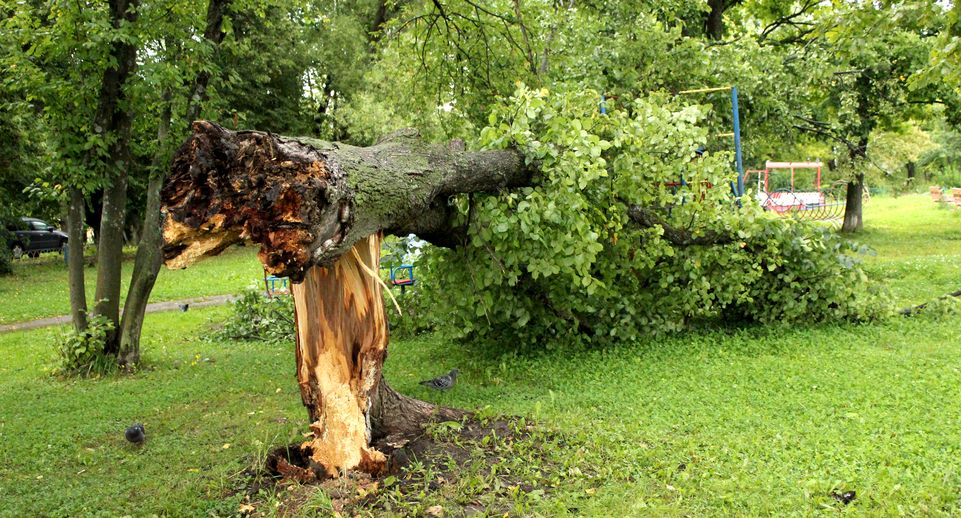 В Москве коммунальщики пилят упавшие от непогоды деревья и разбирают завалы