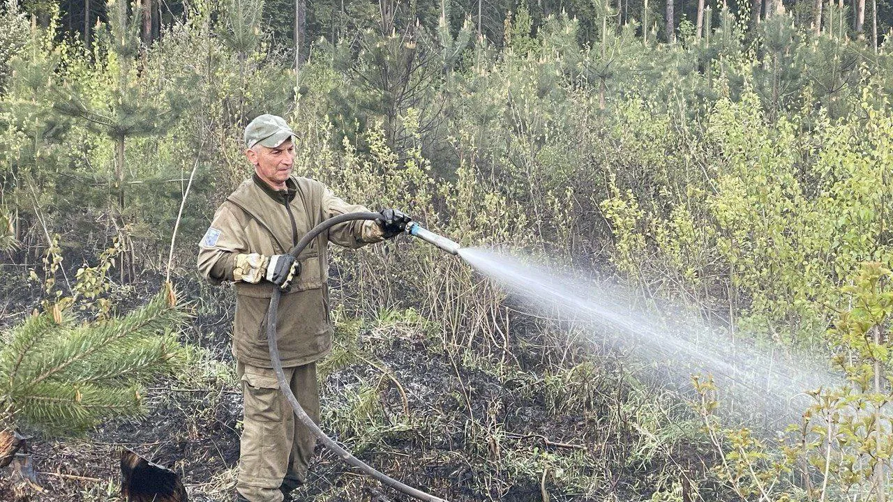 Лесной пожар ликвидировали в Пушкине