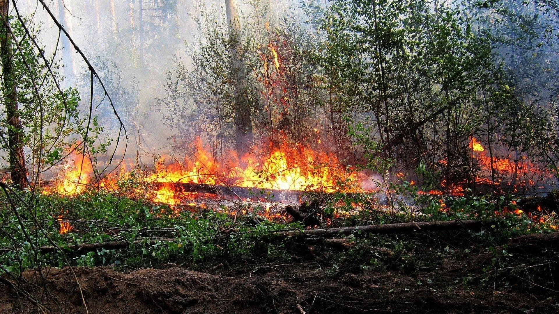 Два лесных пожара зафиксировали в Подмосковье за прошедшие сутки