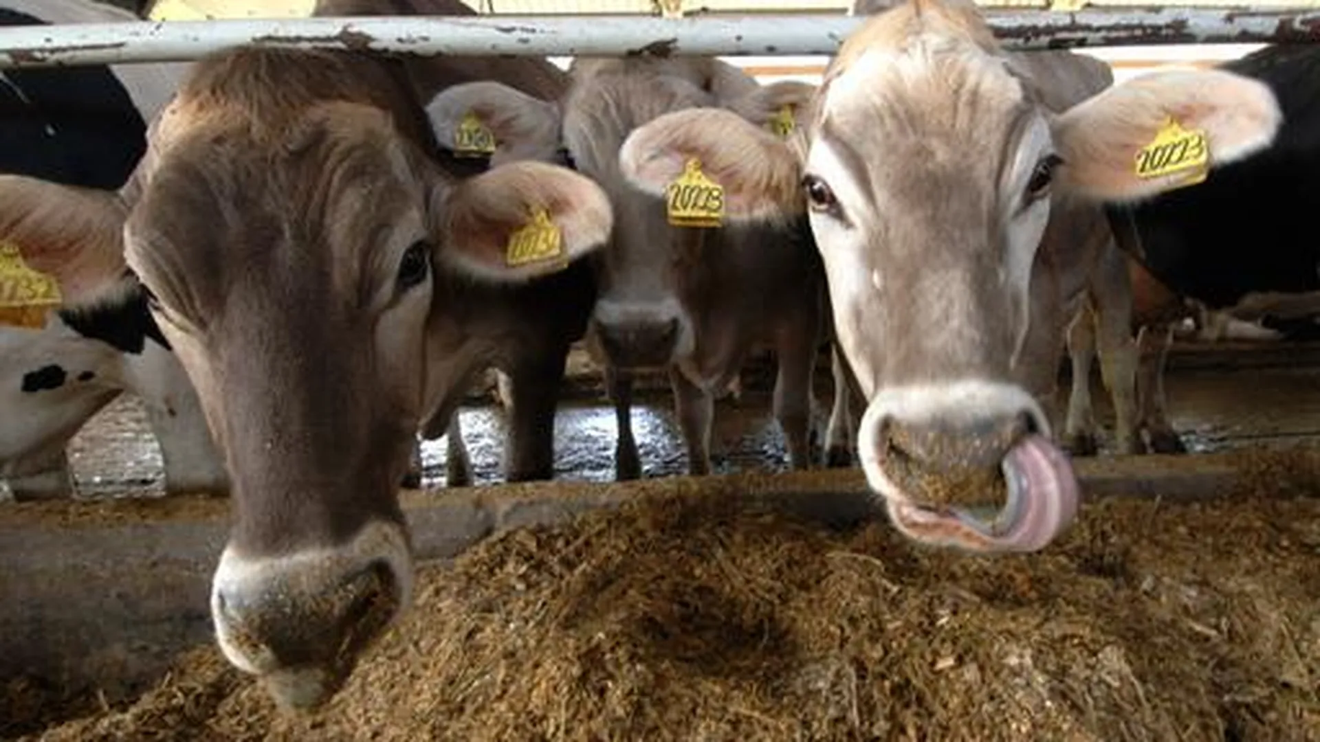 Поголовье крупного скота в Талдомском районе сократилось вдвое за 6 лет