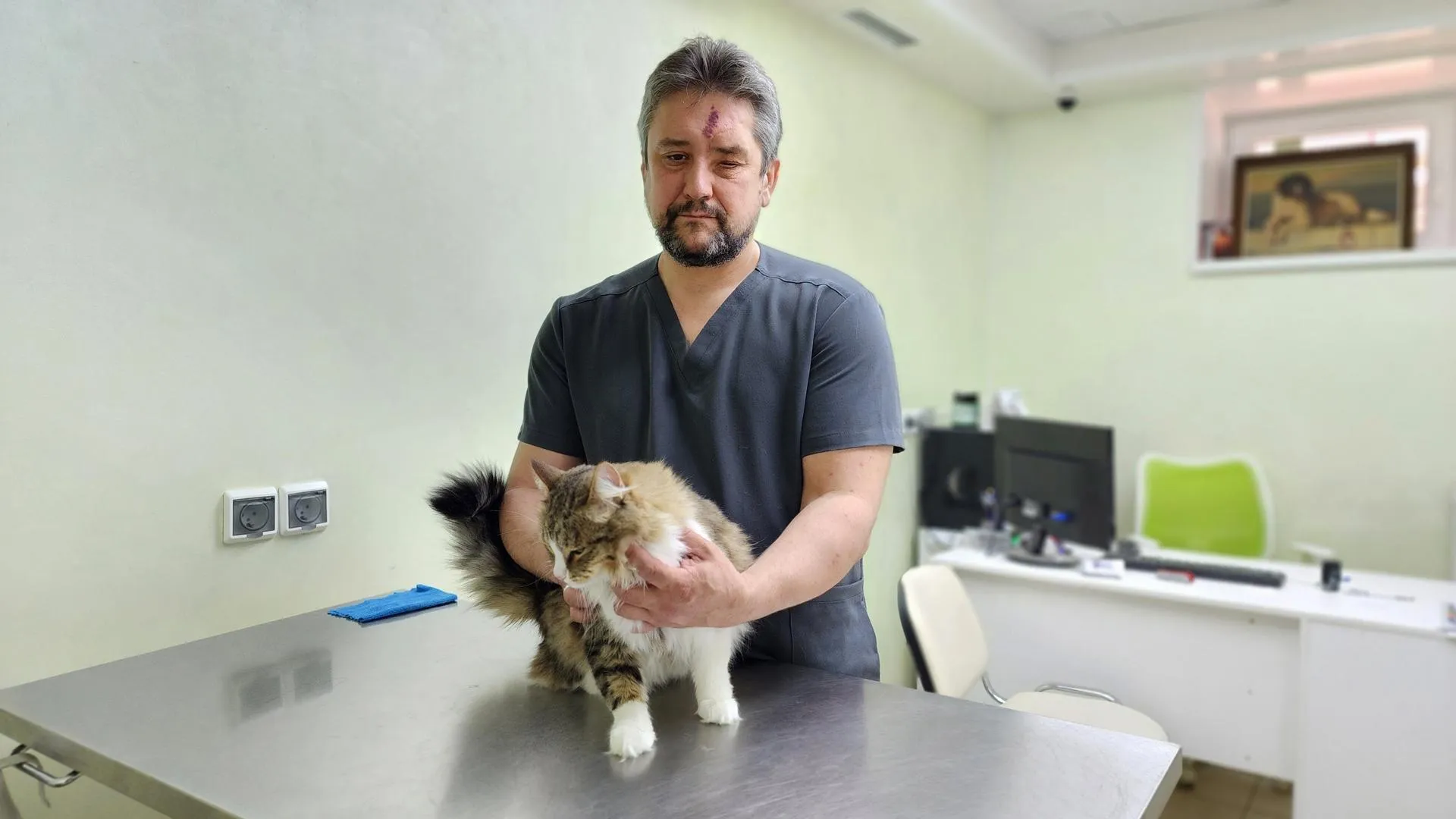 Ветеринар Воеводин рассказал, как обезопасить собаку от последствий укуса клеща
