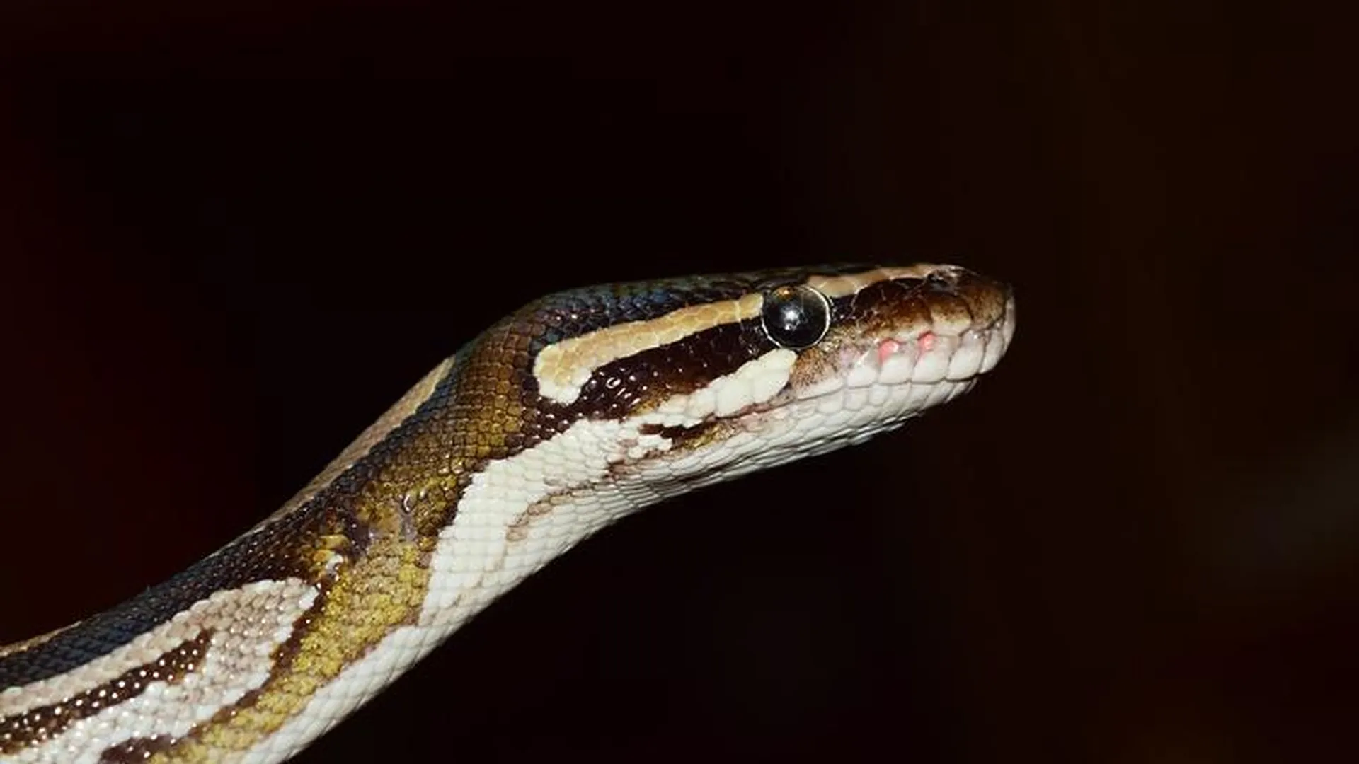 Экологи рассказали, каких змей можно встретить в Московской области