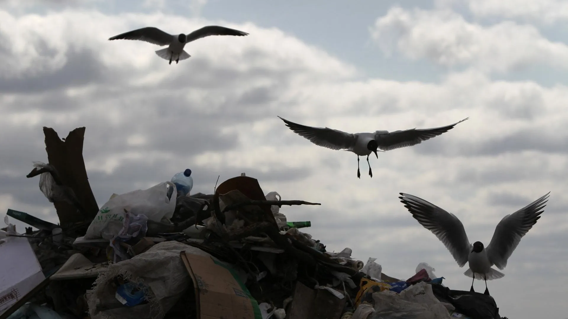 Переработка мусора станет приоритетом ГЧП в Подмосковье