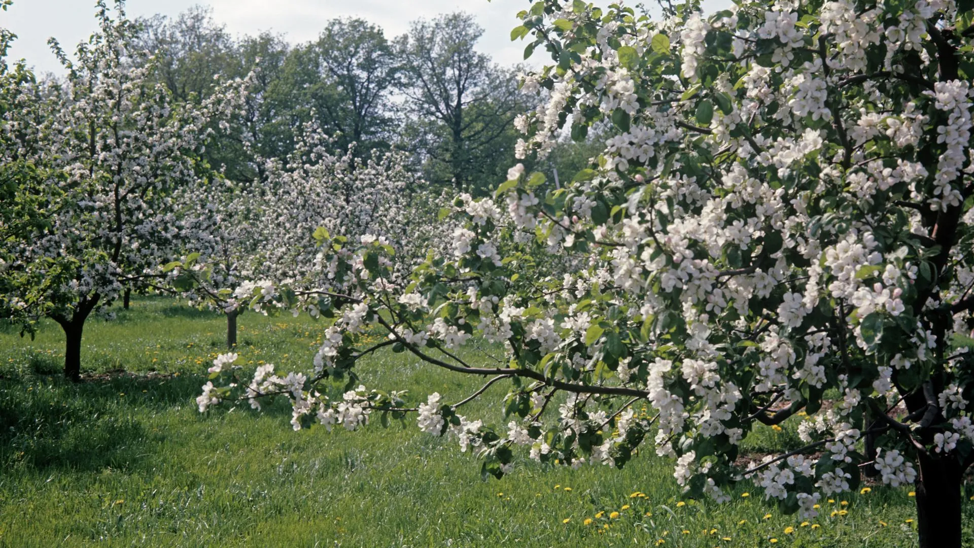 Порядка 1,5 тыс яблонь высадили в Солнечногорске в субботу