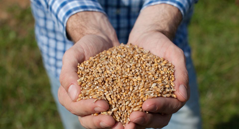 В РФ утвердили дополнительную тарифную квоту на вывоз зерновых в 2024 г