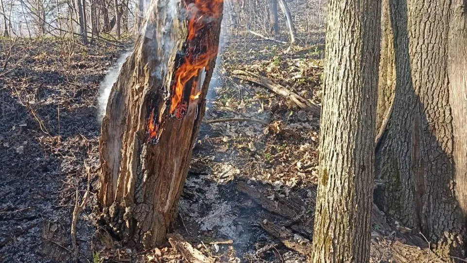 Лесной пожар ликвидировали в округе Серебряные Пруды