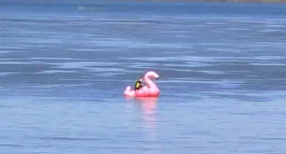 В Нижнем Новгороде девушку на надувном фламинго течением унесло в середину Волги