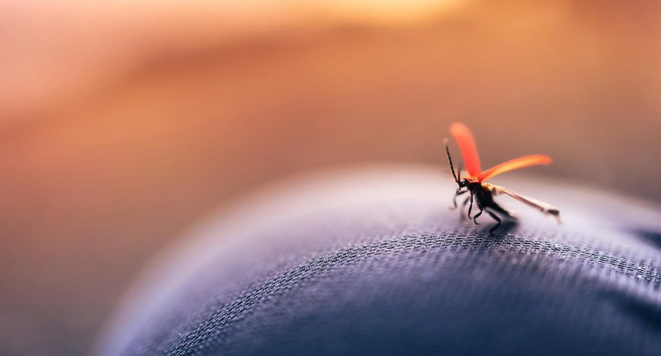 Доцент Вознесенский: малярийные комары опасны, но их нет в России