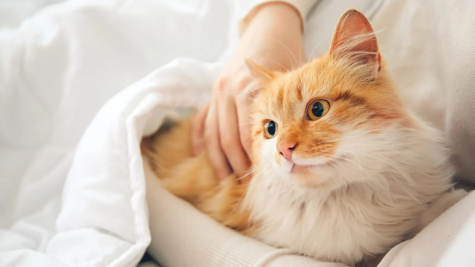Ветеринар напомнила россиянам о необходимости регулярной чистки зубов у кошек