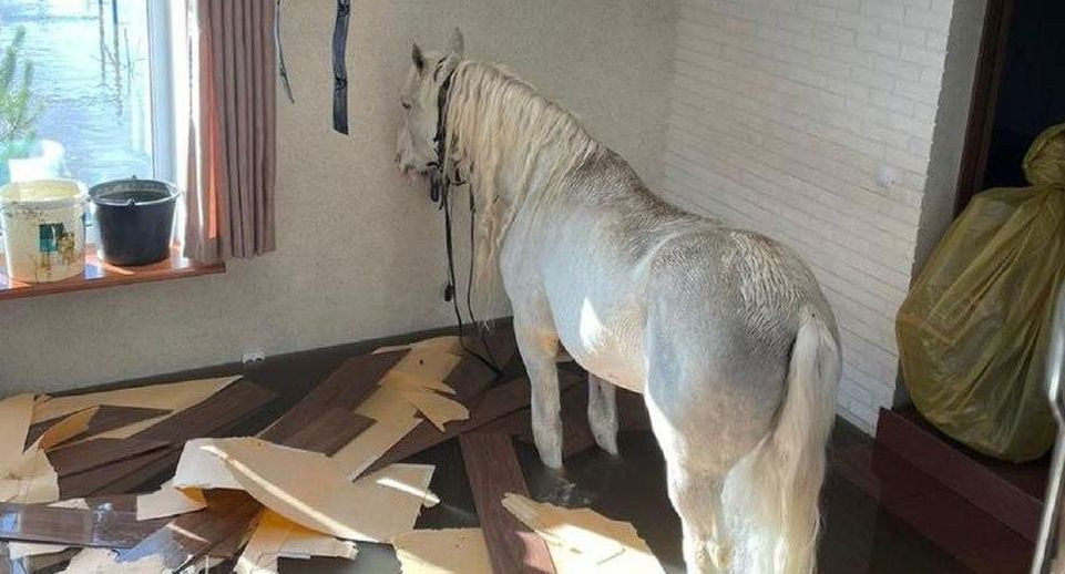 В Оренбурге семья спасла от затопления соседскую лошадь