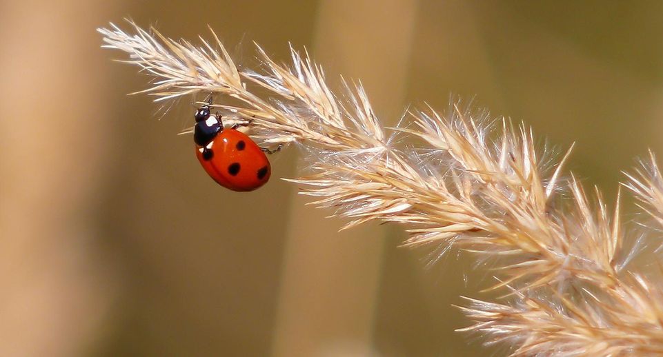 В Москве проснулись бабочки, божьи коровки, жуки и клопы