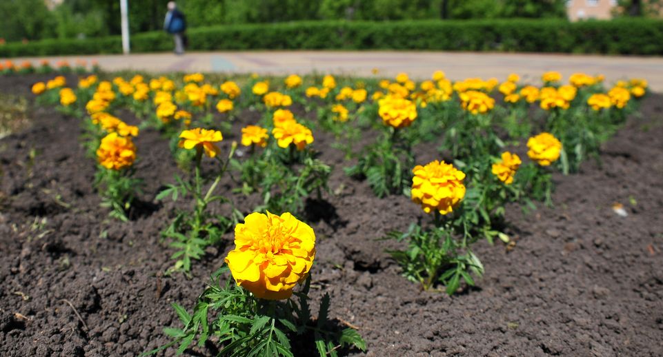Благоустройство цветников продолжается на территории Богородского округа